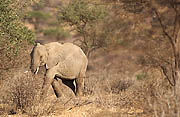 Elephants Samburu Kenya